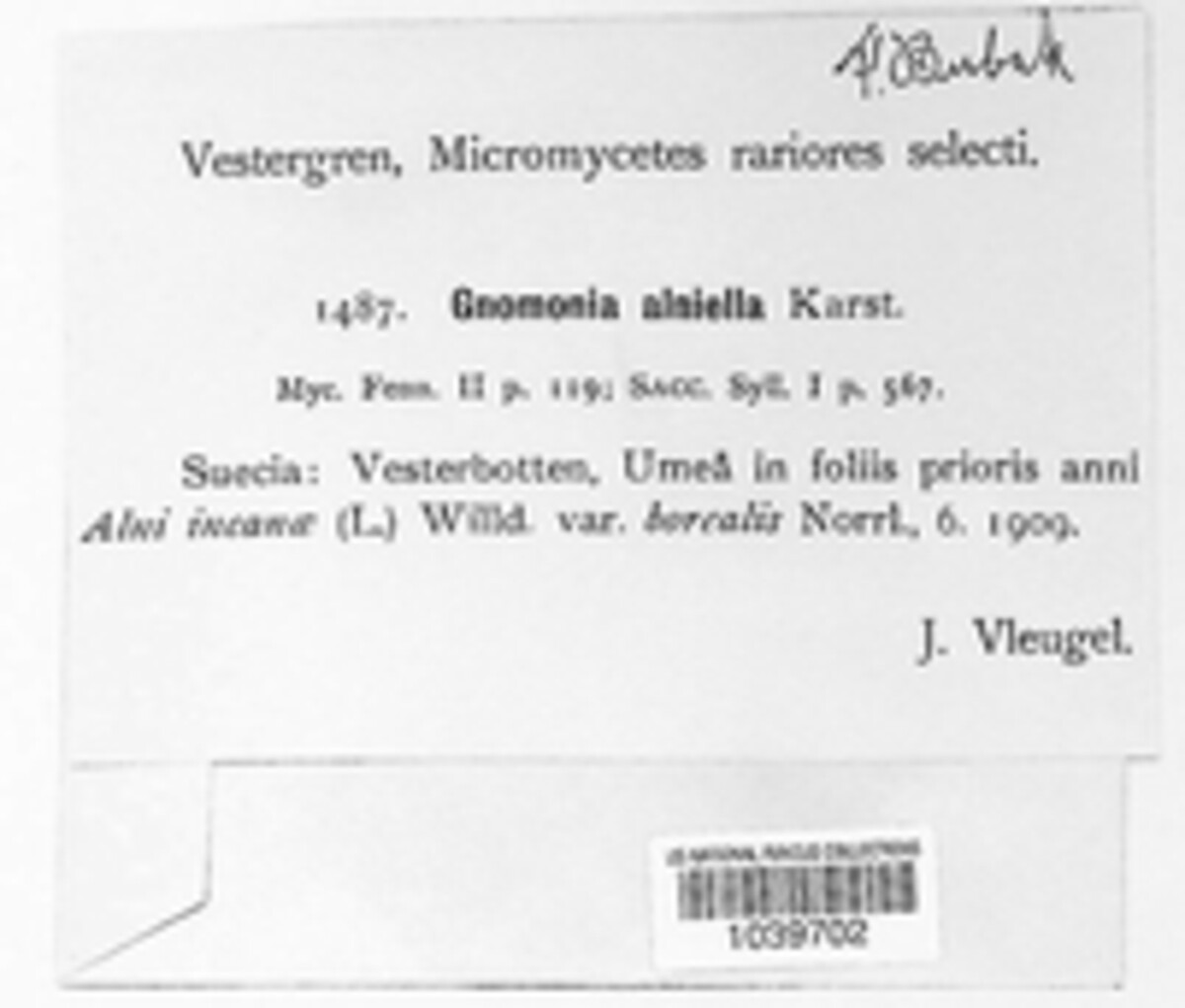 Apiognomonia alniella image